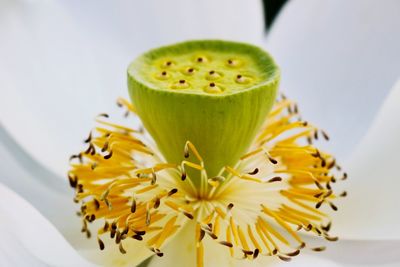 Full frame shot of white lotus water lily