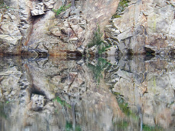 Full frame shot of tree trunk