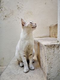 Cat sitting on wall