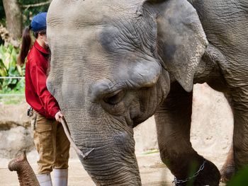 Full length of elephant standing in zoo