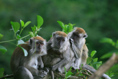 Monkey sitting on tree