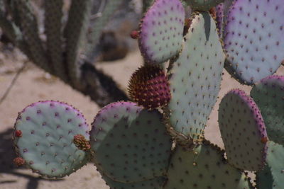 Close-up of flowers