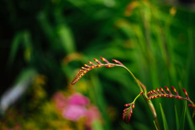 Close-up of flowering plant