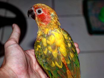 Close-up of a hand holding a bird