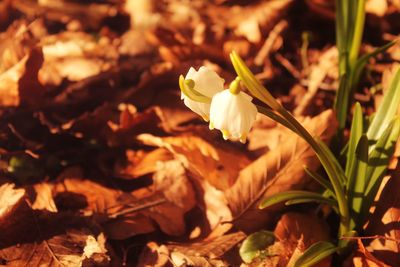 Close-up of white crocus blooming outdoors