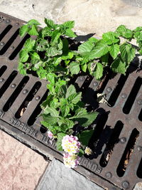 High angle view of potted plants