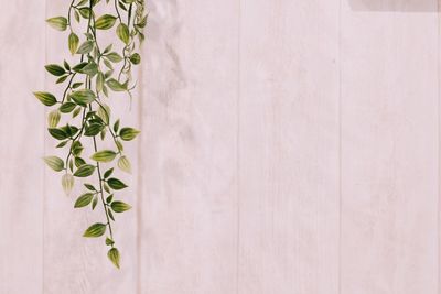 Close-up of plant against wall