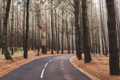 Empty road along trees in forest