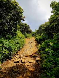 Trail amidst trees in forest against sky