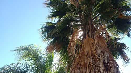 Low angle view of palm tree against clear sky