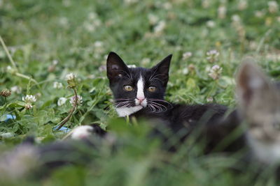 Portrait of cat on field