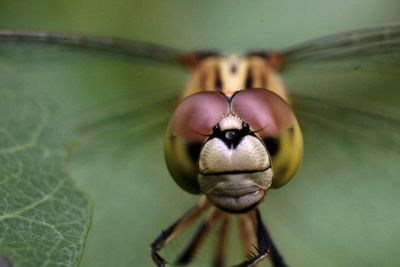 Close-up of butterfly on flower