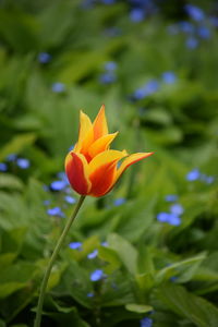 Close-up of orange flower