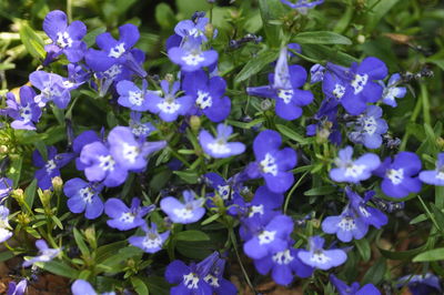 Close-up of purple flowers blooming in park