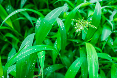 Close-up of wet grass