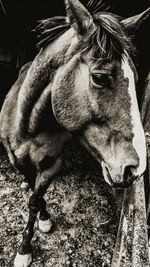 Close-up of horse outdoors