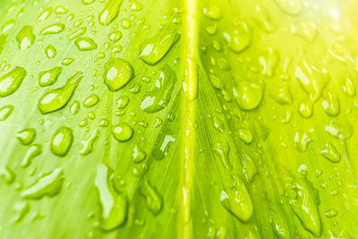 Full frame shot of raindrops on leaves