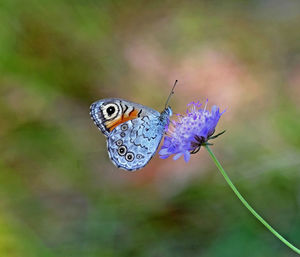 Close-up of butterfly pollinating on purple flower