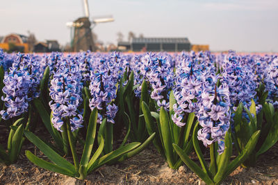 Close-up of purple flowering plants on field