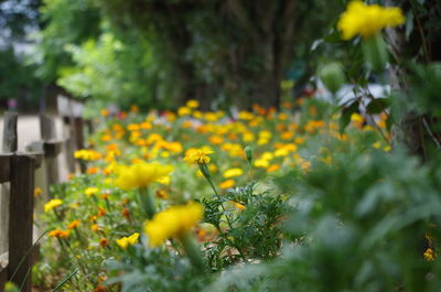 Close-up of yellow flowering plants on field