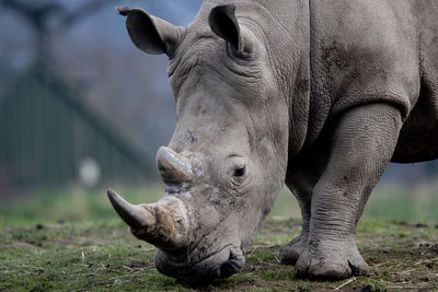 Rhinoceros grazing on field