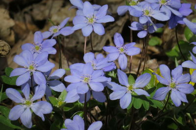 Close-up of purple flowering plants