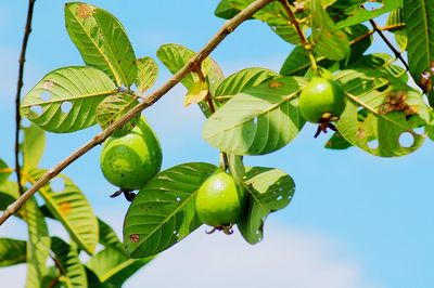 Low angle view of fruits growing on tree against sky