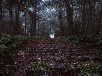 Trees in forest