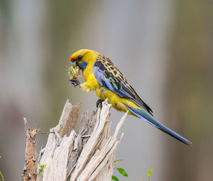 Close-up of parrot perching on branch