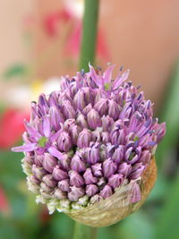 Close-up of purple flowering plant