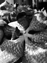 Close-up of flowers on plant