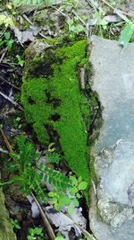 High angle view of plant growing on wet land