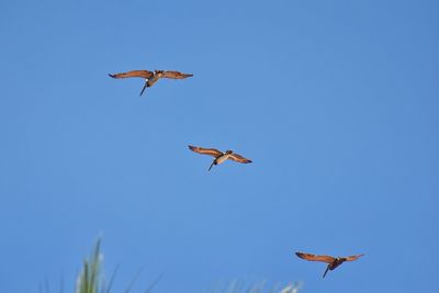 Pelicans in flight often flying with frigate or scissor birds in formation in puerto vallarta mexico