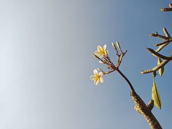 Low angle view of flowering plant against clear sky