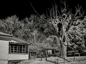 View of trees at night