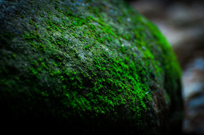 Close-up of moss covered tree trunk