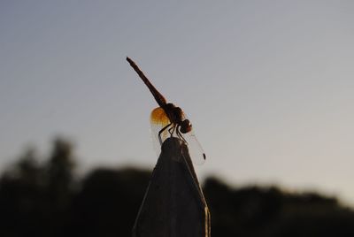 Close-up of insect against sky