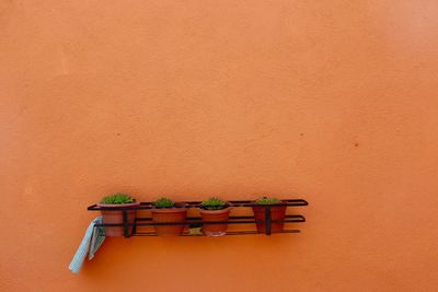 Potted plant on table against orange wall