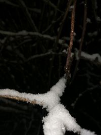 Close-up of frozen branch at night