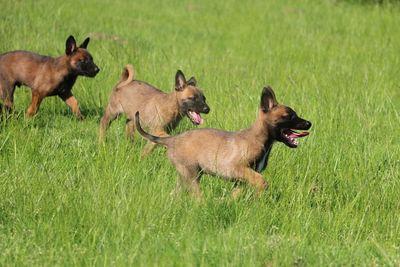 Dogs running on grassy field