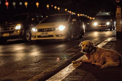 Dog walking on illuminated street at night