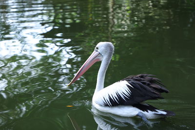 Close-up of pelicans swimming in lake