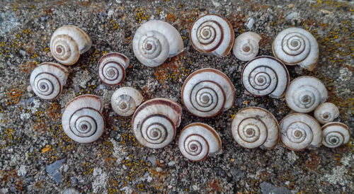 Close-up of animal shells on field