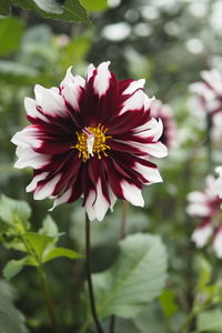 Close-up of red flower