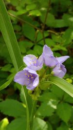 Close-up of flowers blooming outdoors