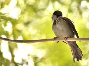 Low angle view of bird perching on branch
