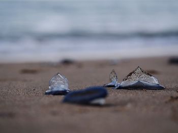 Close-up of shell on beach against sky