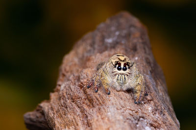 Close-up of lizard on rock