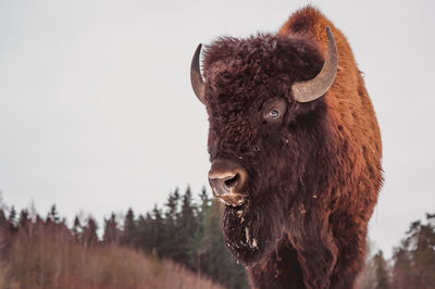 A close portrait of a bison against the sky and forest background