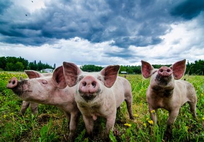 Pigs on grassy field against cloudy sky